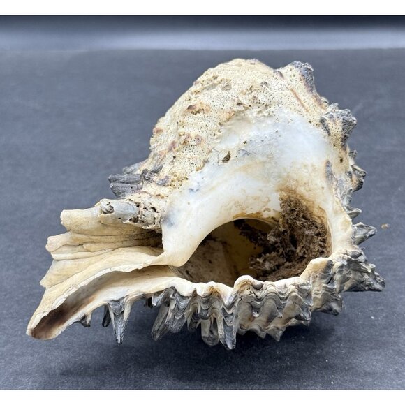 Banded Dye-Murex Rock Snail Murex Seashell Nautical Ocean 5x4" - Picture 4 of 6